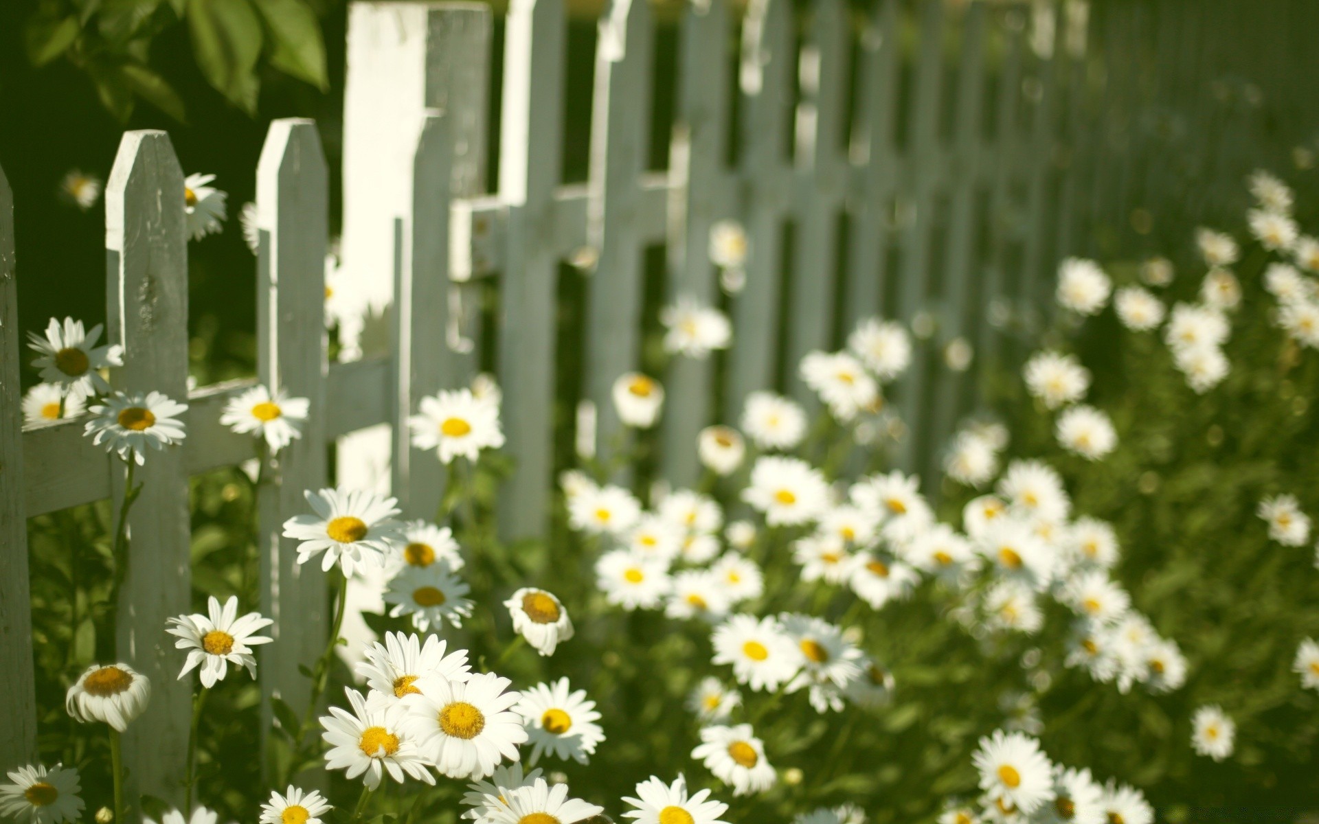 vintage flower nature flora summer garden field leaf growth grass chamomile bright fair weather outdoors season hayfield blooming floral sun rural