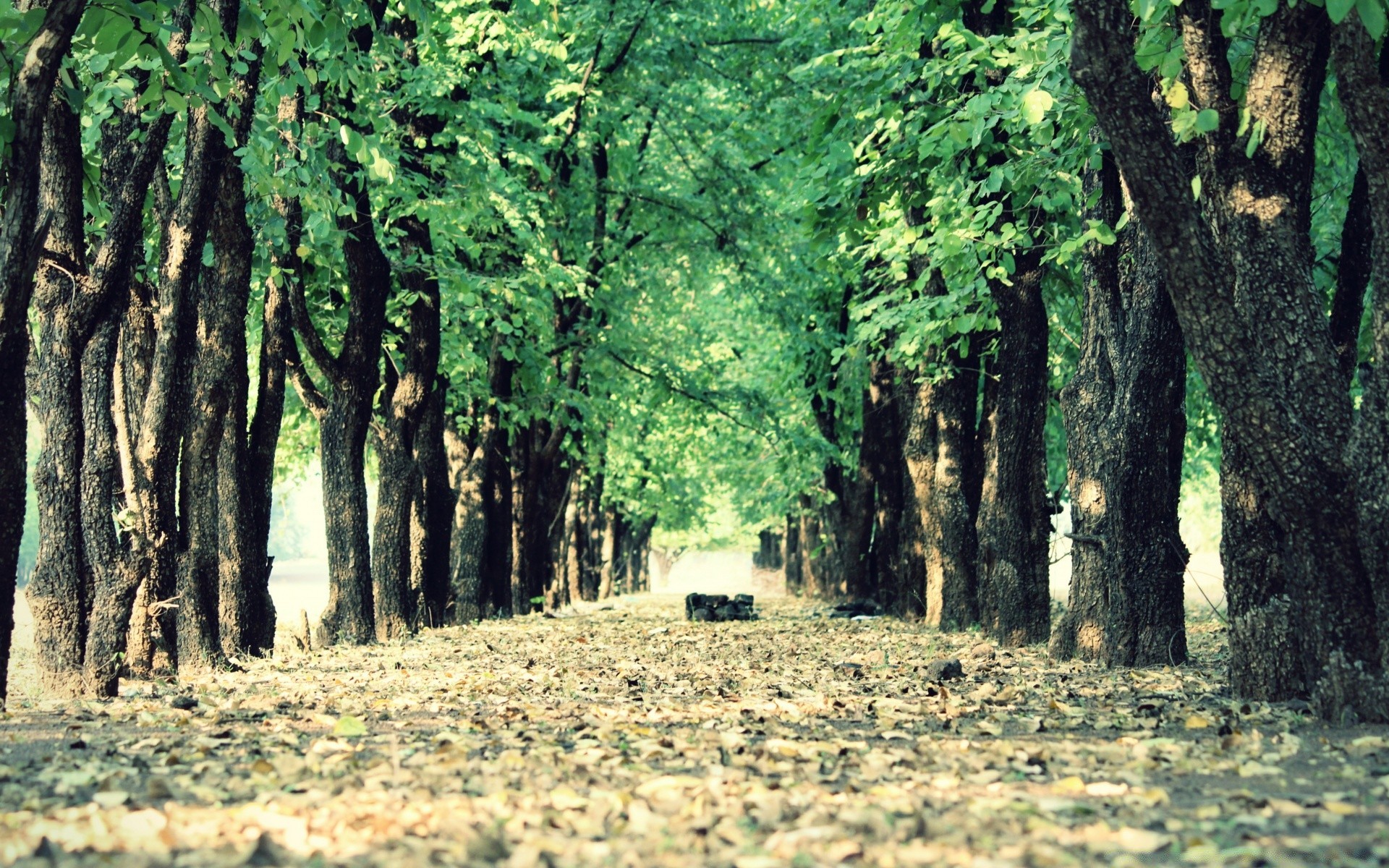 vintage madera árbol naturaleza paisaje hoja parque flora al aire libre verano miércoles temporada guía buen tiempo hierba rama tronco rural otoño crecimiento