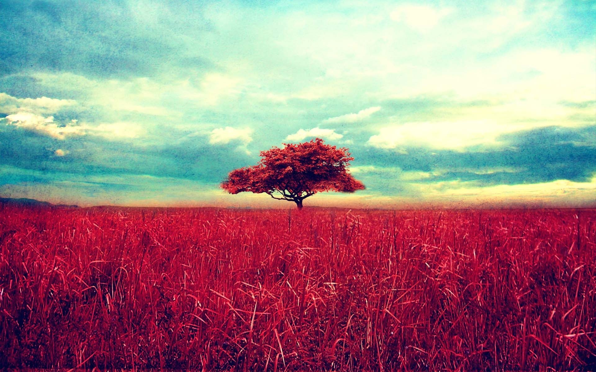 vintage campo paisaje cielo naturaleza agricultura rural granja verano subida puesta del sol pasto al aire libre brillante sol temporada amanecer tierra cultivada cereales escritorio