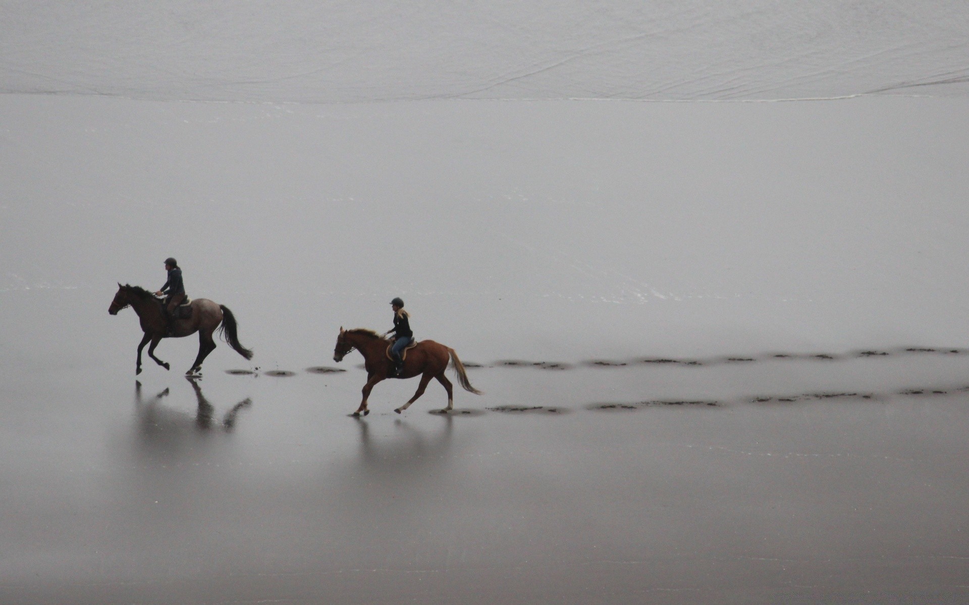 vintage mammifère cavalerie cheval mouvement eau plage course lumière du jour oiseau action réflexion paysage compétition faune mer coucher de soleil hiver dépêchez-vous