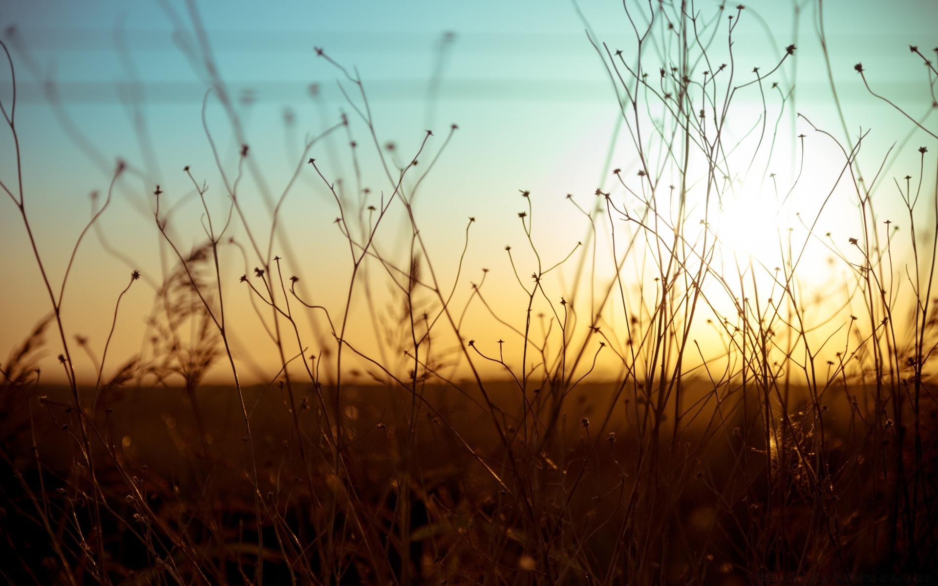 vintage field grass sunset sun dawn hayfield nature desktop landscape gold farm color flora grassland garden