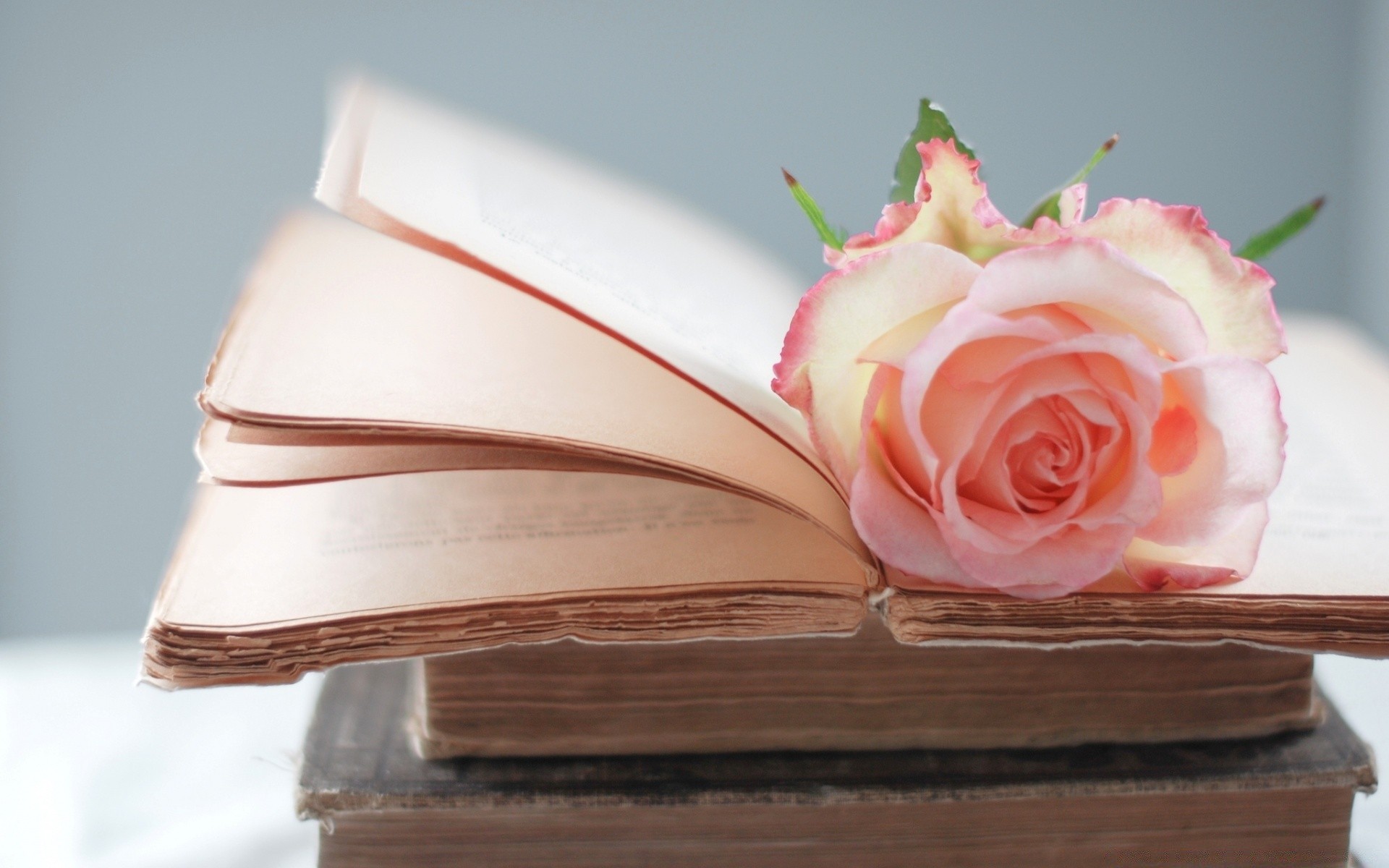 vintage flower rose love romance still life book education wedding romantic