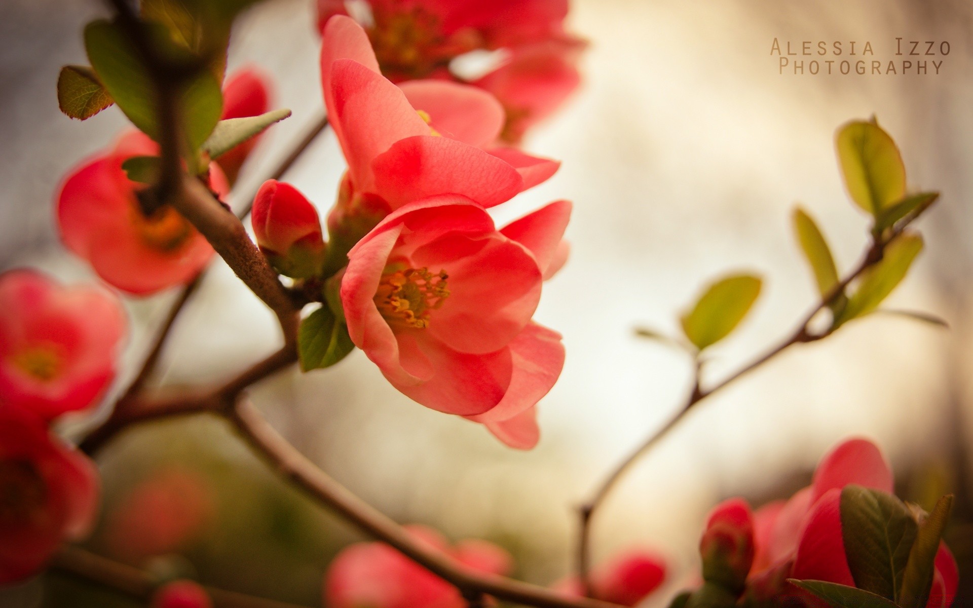 jahrgang natur blume blatt zweig baum unschärfe flora winter rose im freien garten wachstum liebe