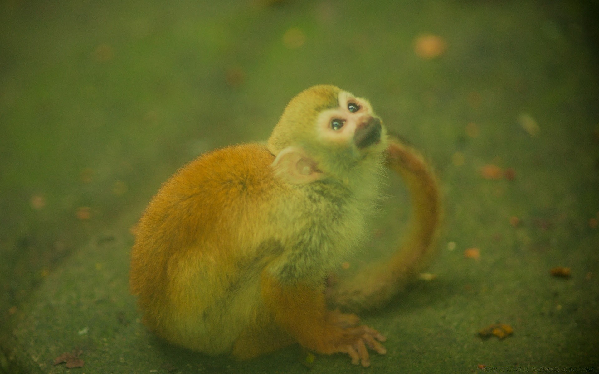 vintage la faune mammifère mignon à l extérieur animal petit zoo nature portrait unique