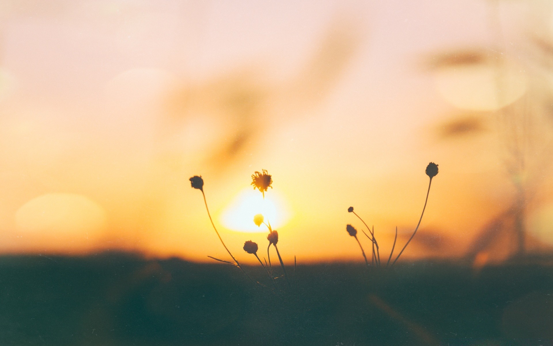 vintage blur sunset sun dof focus nature flower landscape abstract dawn light color fair weather insect