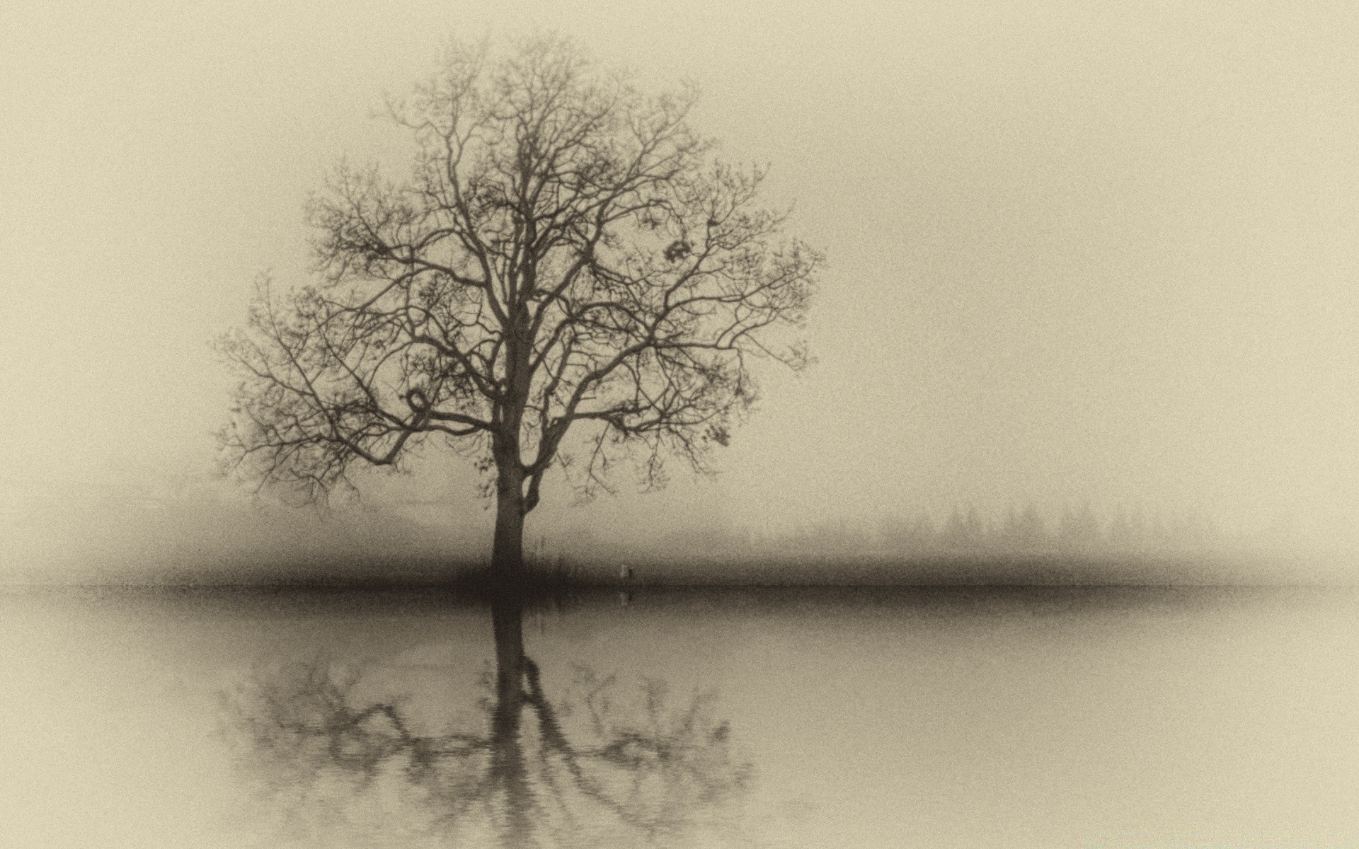 vintage nebbia albero paesaggio nebbia legno singolo natura quercia ramo tempo alba silhouette inverno solitudine