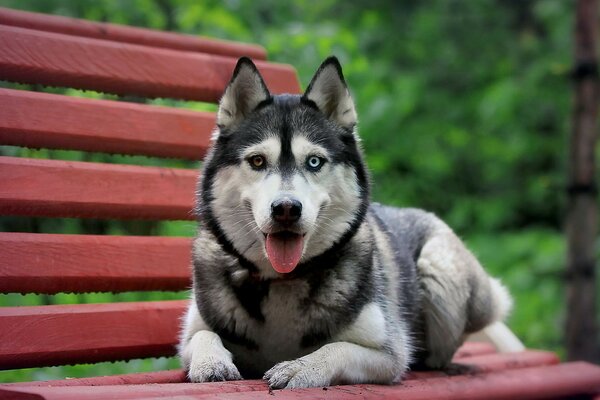 Ein Hund mit unterschiedlichen Augen und ausgestreckter Zunge liegt auf einer Bank