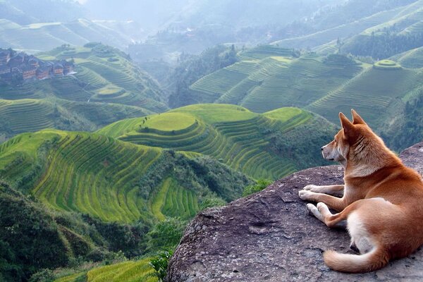 Chien regardant les prairies vertes