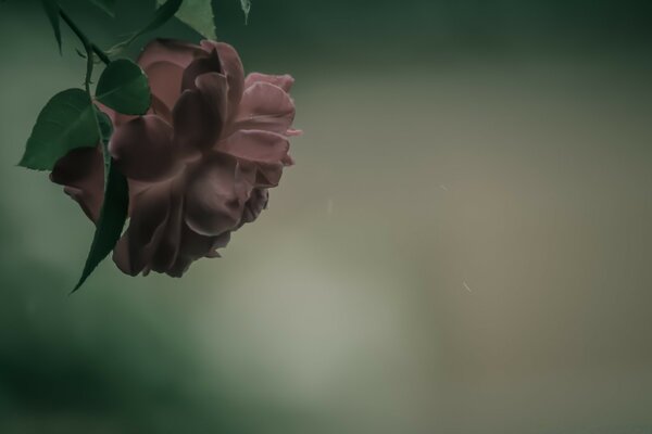 Beautiful vintage pink flower