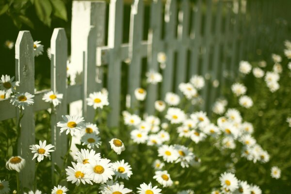 Daisies along the fence photo of vintage flowers