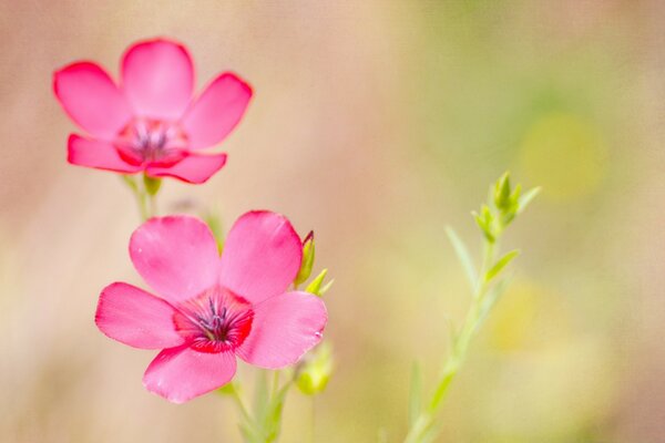 Zwei Blumen vor dem Hintergrund der Unsicherheit