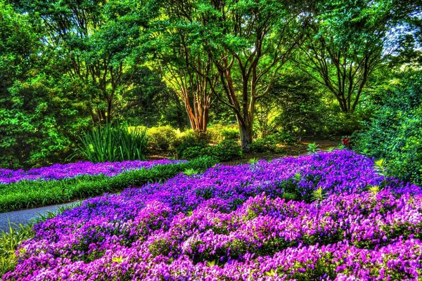 A park with purple flowers and trees