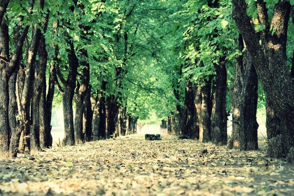 Grüne Allee der Bäume, Sonnenallee