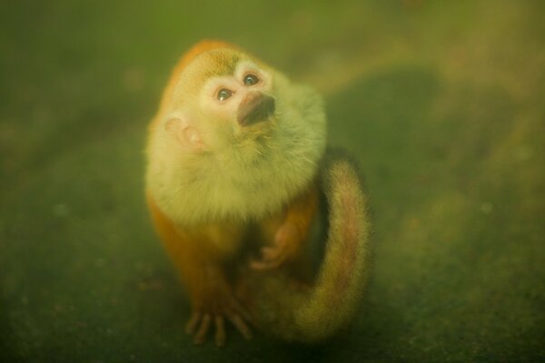 Le petit singe figé dans l étonnement