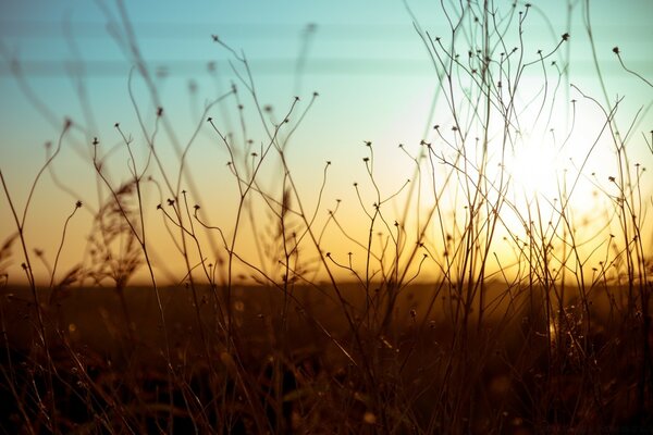 日落，在草地上