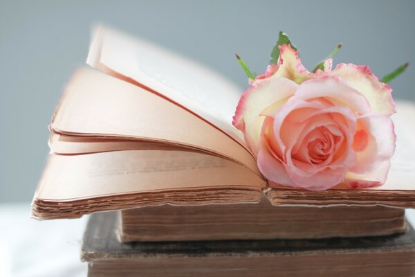 Una rosa romántica se encuentra en un libro abierto