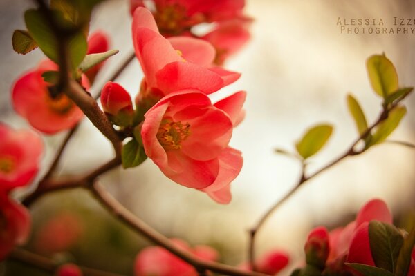 Rosa zarte Blume am Baum