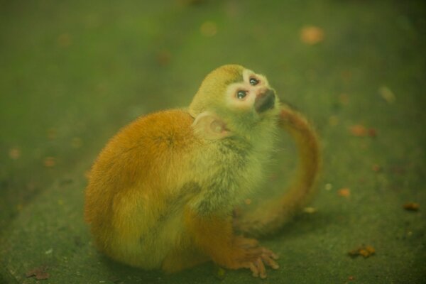 Tierwelt, kleiner Affe