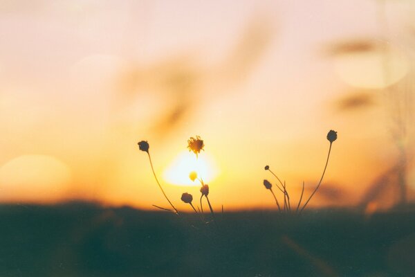 夕阳下的野花