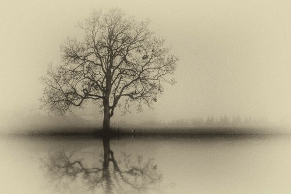 Arbre solitaire dans le brouillard, version noir et blanc classique