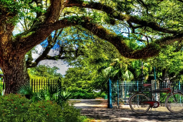 Árbol ramificado con hojas naturaleza Vintage foto