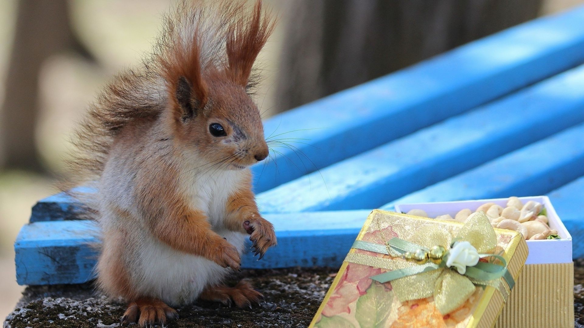 écureuil mammifère mignon à l extérieur portrait