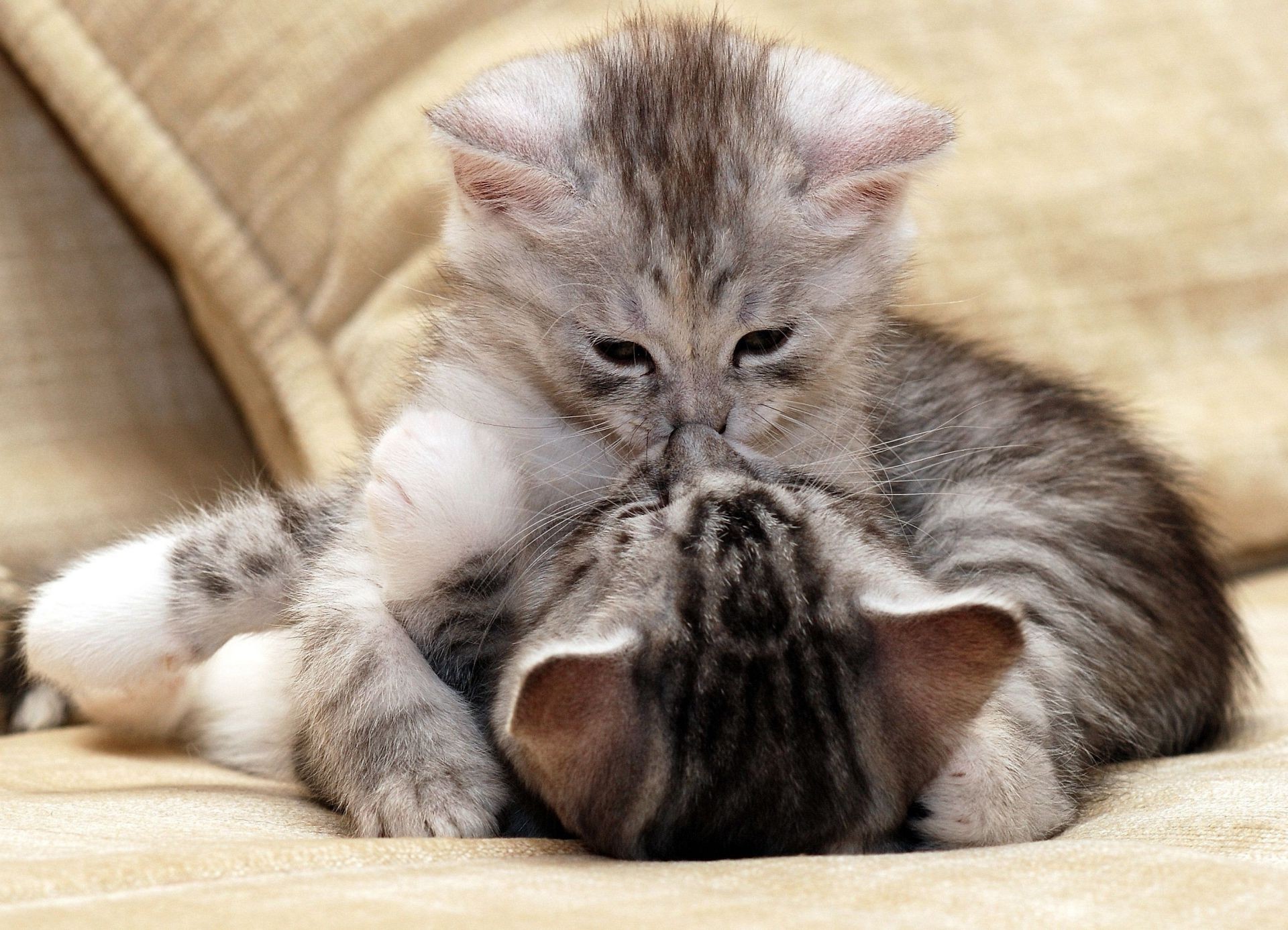 chat chat animal mignon mammifère chaton domestique animal de compagnie fourrure vers le bas petit enfant adorable portrait sommeil moelleux s asseoir jeune tabby oeil