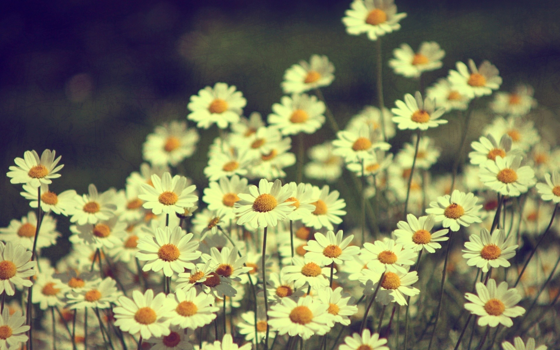 jahrgang blume natur flora sommer blumen farbe hell feld wachstum blühen blatt blütenblatt gänseblü nchen garten schön jahreszeit gutes wetter schließen heuhaufen