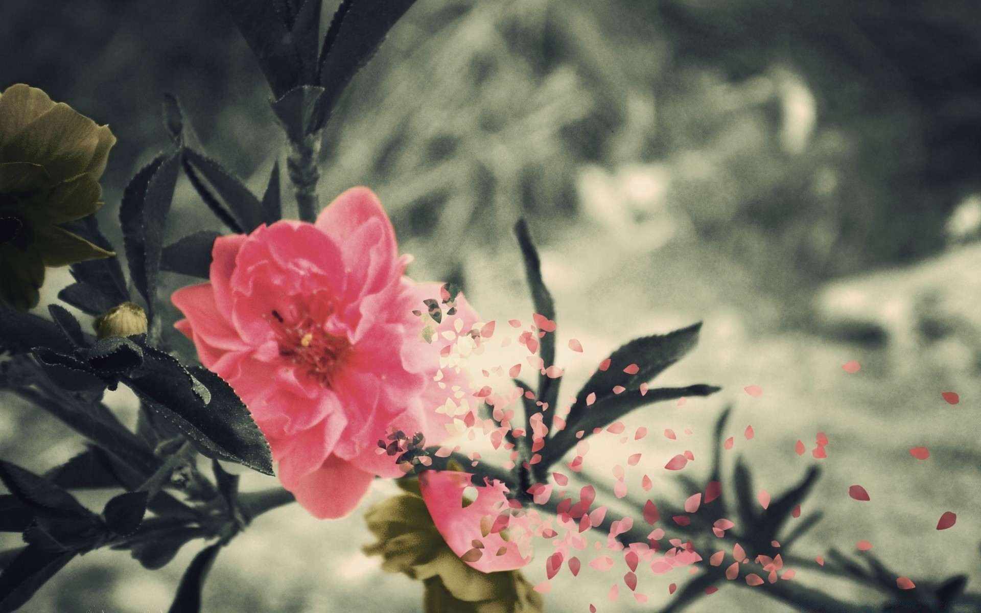 vintage flor flora naturaleza hoja rama árbol jardín bluming rosa pétalo color floral al aire libre