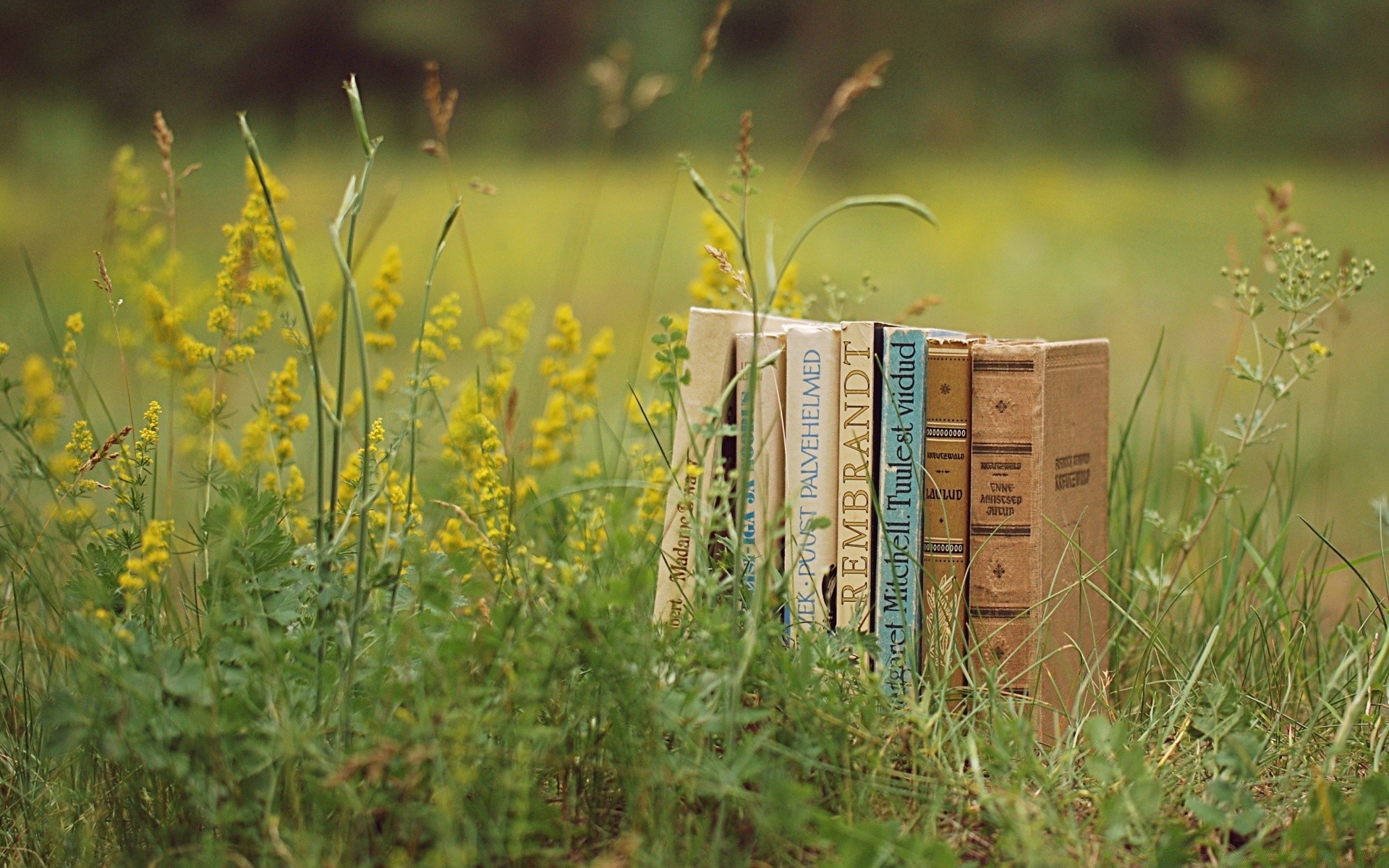 vintage natura erba all aperto estate legno rurale crescita agricoltura campo paesaggio fiore foglia bel tempo flora