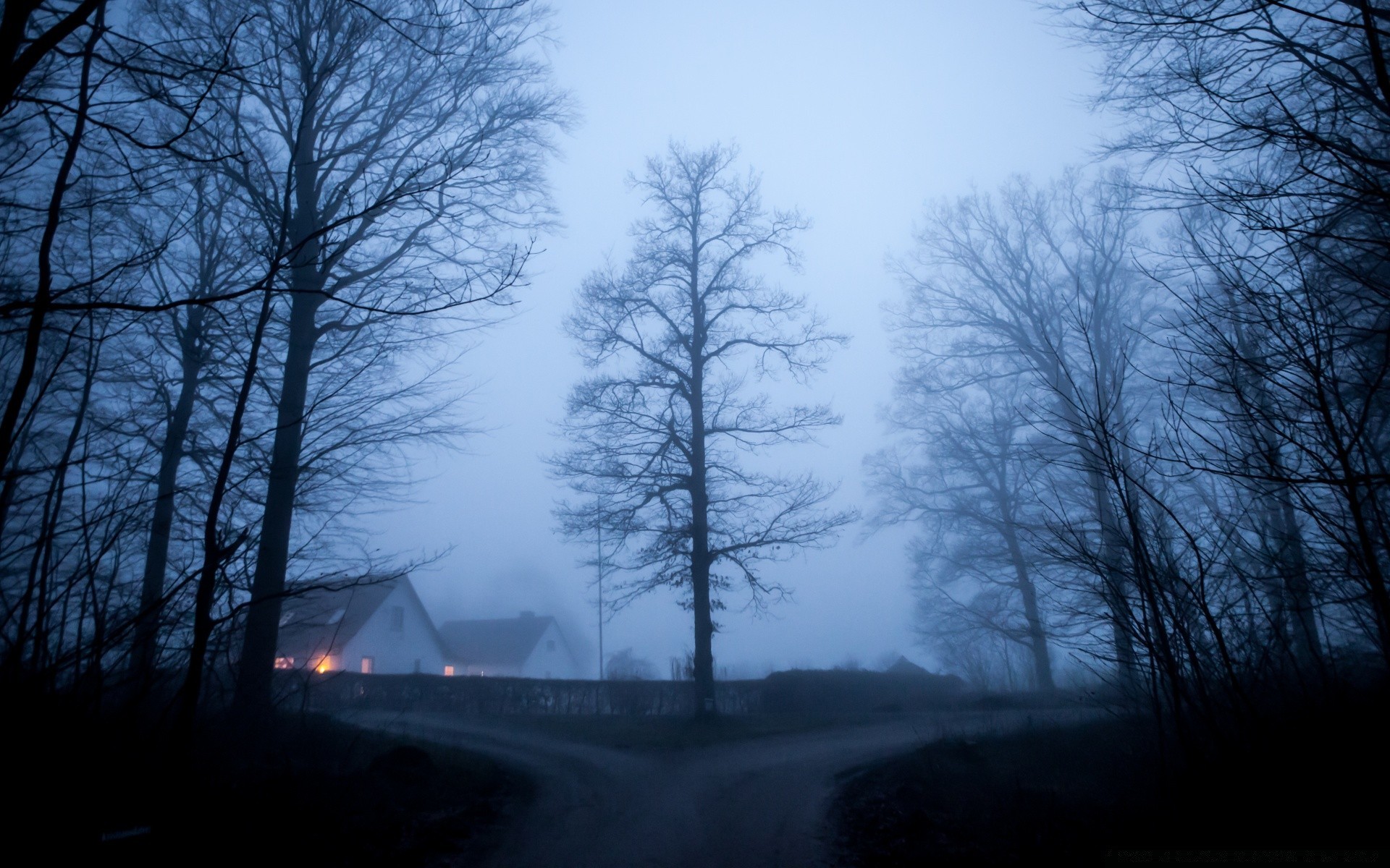 vintage brouillard arbre paysage hiver brouillard bois neige aube météo nature froid scénique automne parc gel lumière environnement