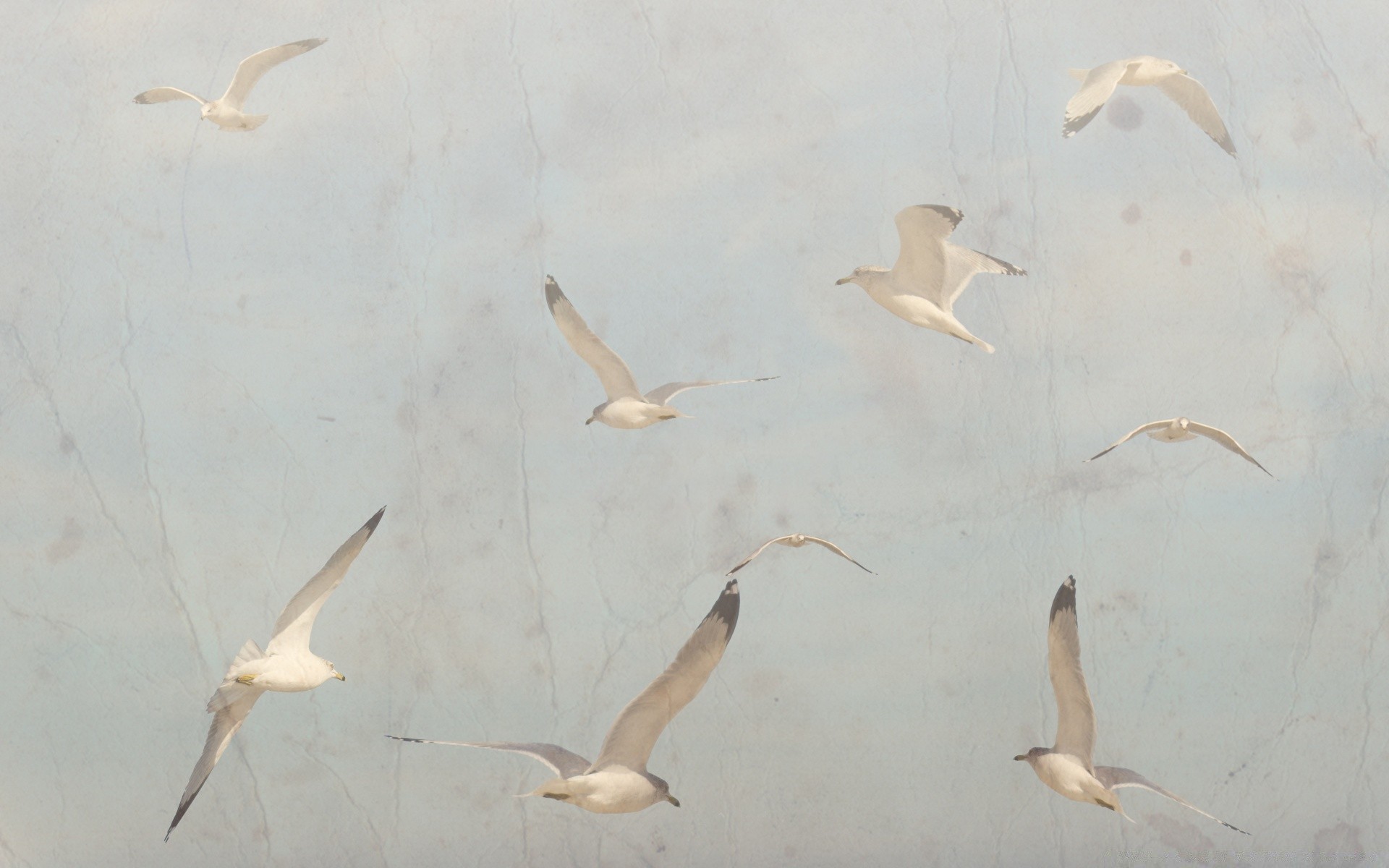 vintage agua vida silvestre aves peces naturaleza océano mar movimiento acción al aire libre solo volar bajo el agua gaviotas animal