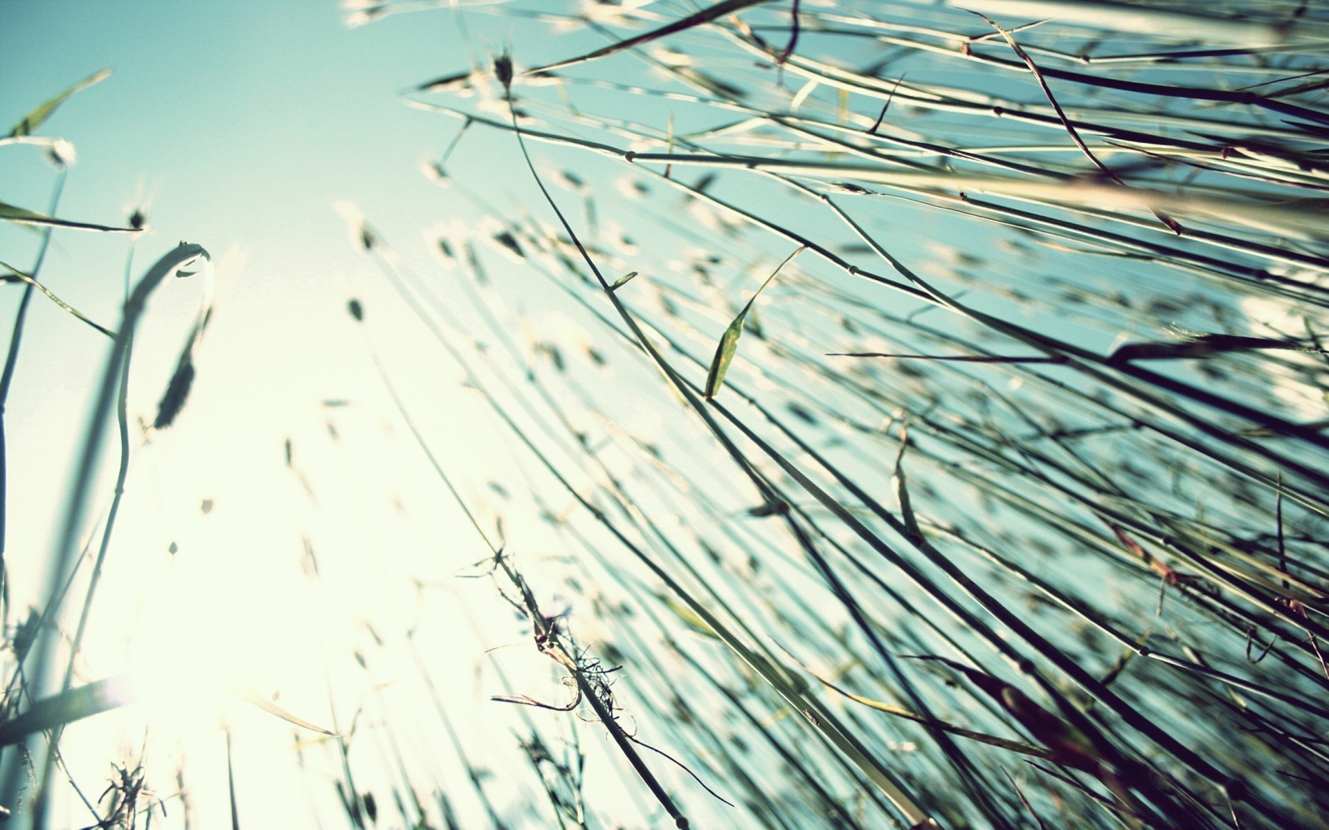 vintage nature desktop abstract dew drop flora outdoors leaf water bird grass winter