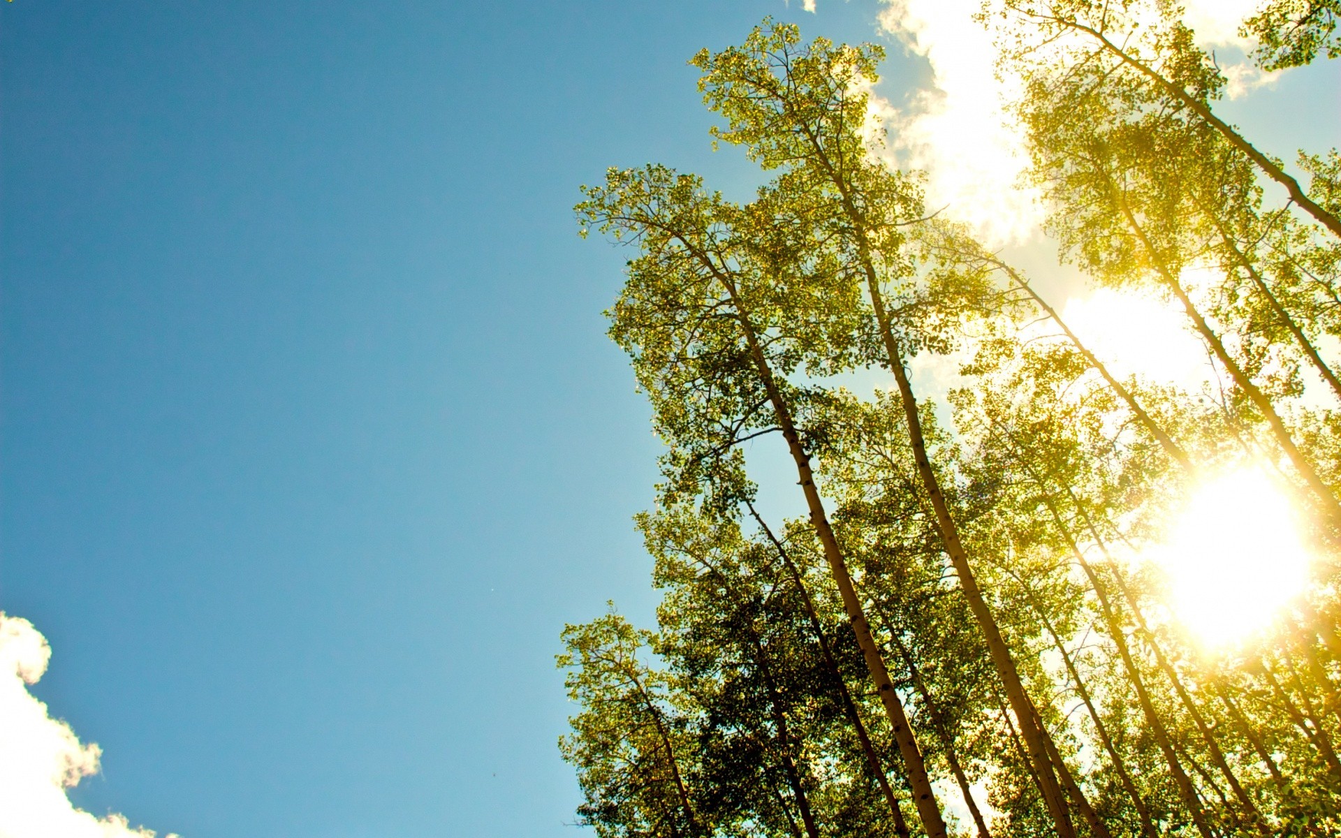 vintage nature fair weather sun wood tree bright landscape outdoors leaf sky summer sunbeam season environment dawn park countryside branch