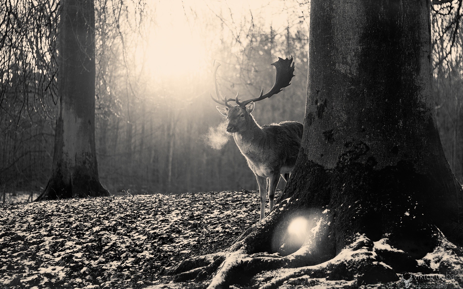 vintage cerf bois monochrome nature arbre aube mammifère automne parc brouillard un à l extérieur paysage