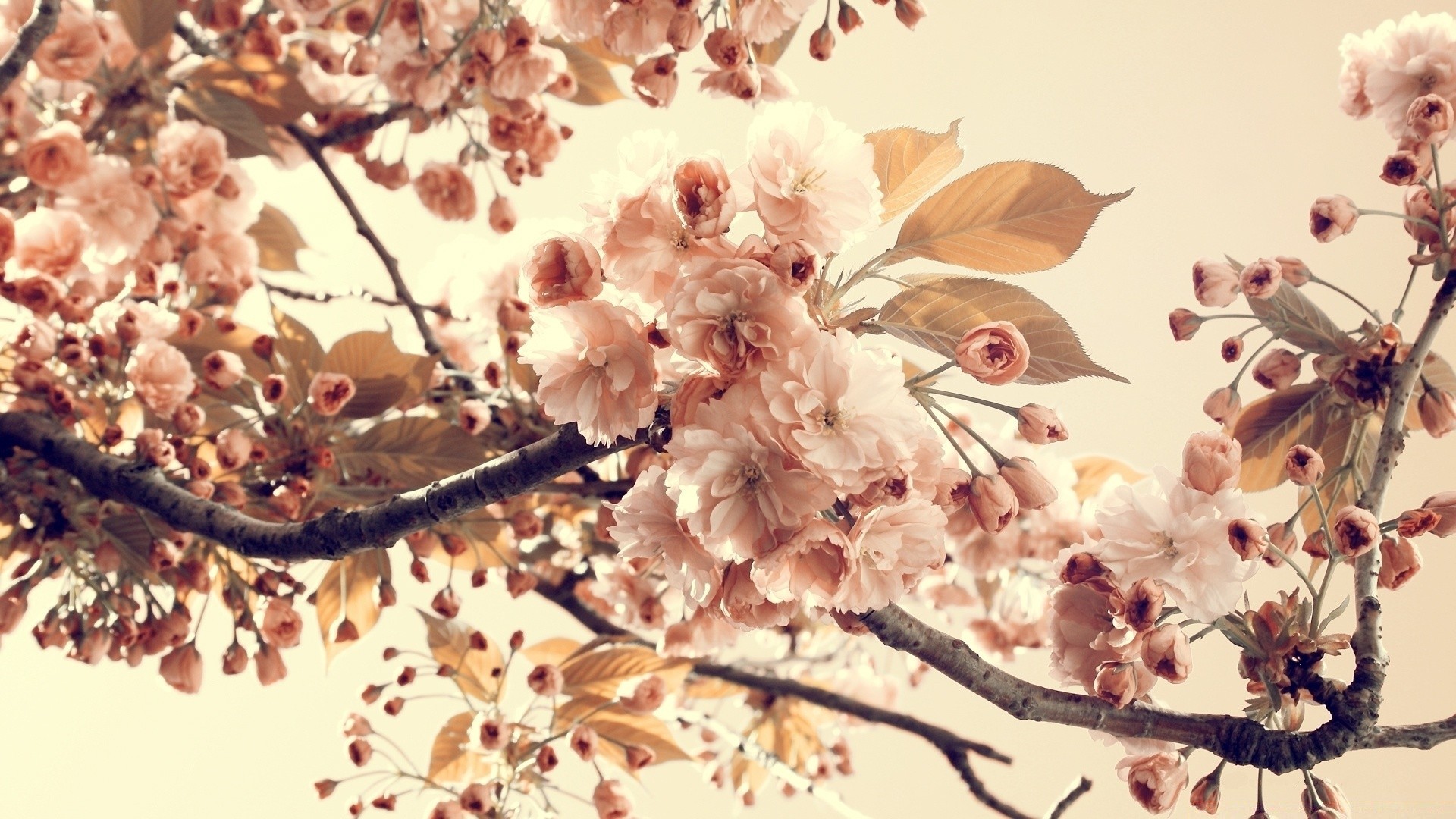 vintage flower branch cherry tree season flora desktop nature beautiful floral decoration color blooming close-up petal leaf garden