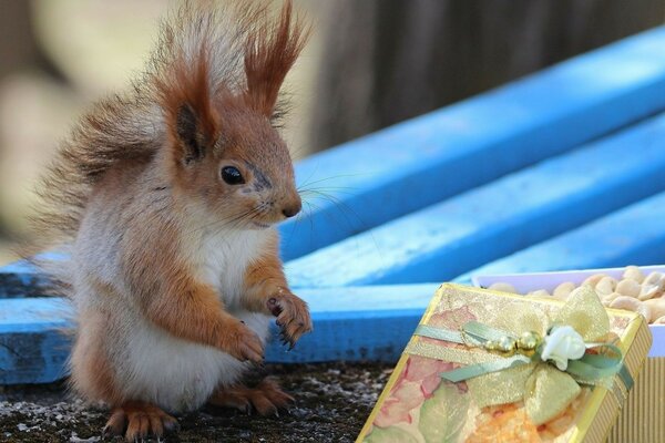 Squirrel on a blue bench with a gift