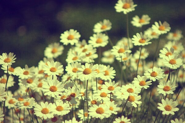 Marguerites dans le champ de bokeh d été sur la photo