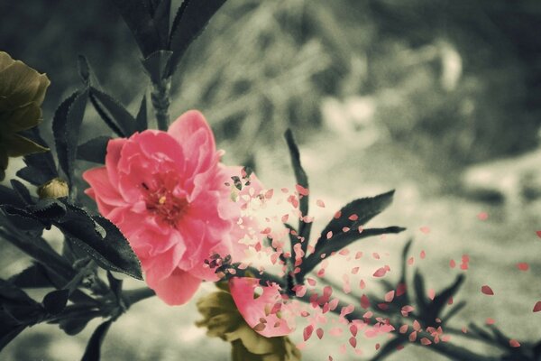 Pétales volent avec une fleur rose