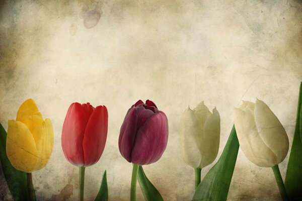 Tulips. Nature. Vintage. Flower