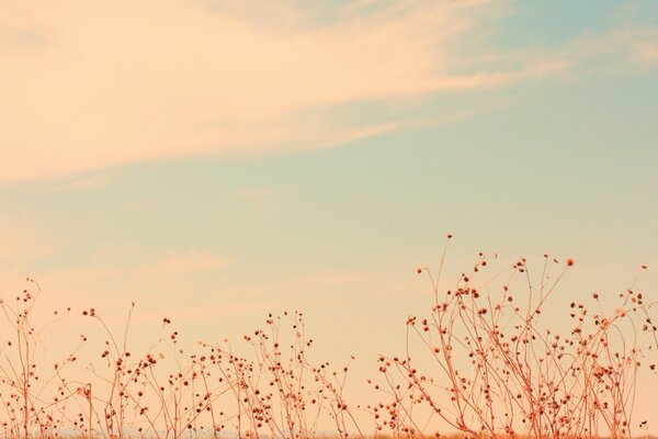 The sky is blue flowers in the field the weather is good