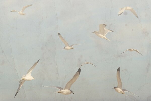 White birds fly in the white sky