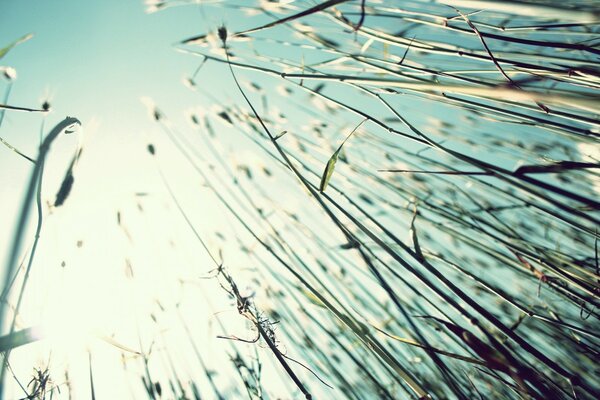 Tall grass stretches to the sky