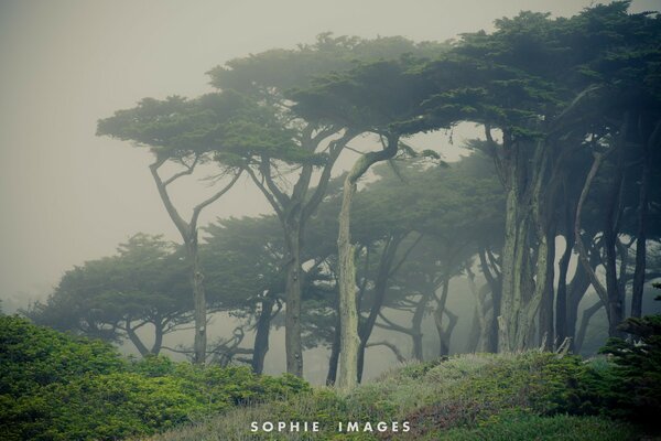 Century-old trees in the morning in the fog