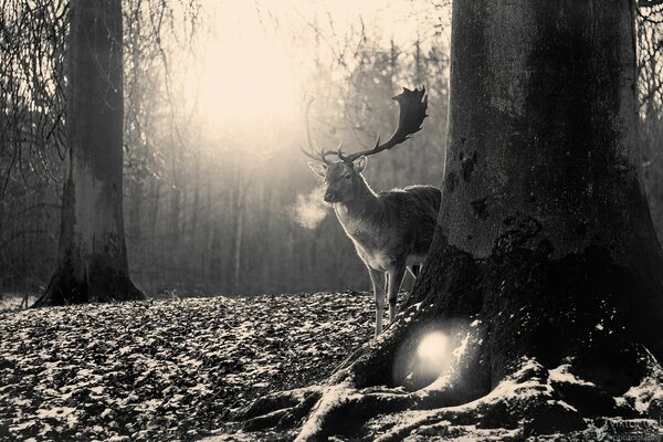 Cerf fier dans la forêt le matin glacial