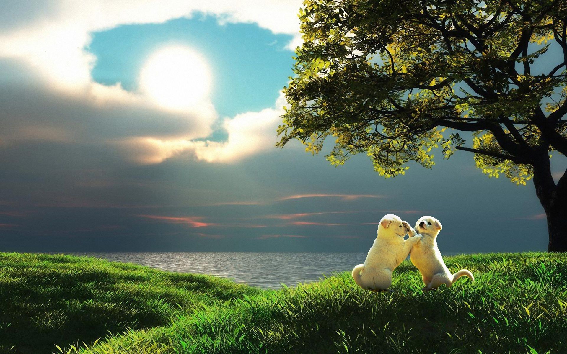 dogs nature sunset grass sky landscape dawn sun tree outdoors summer fair weather beautiful