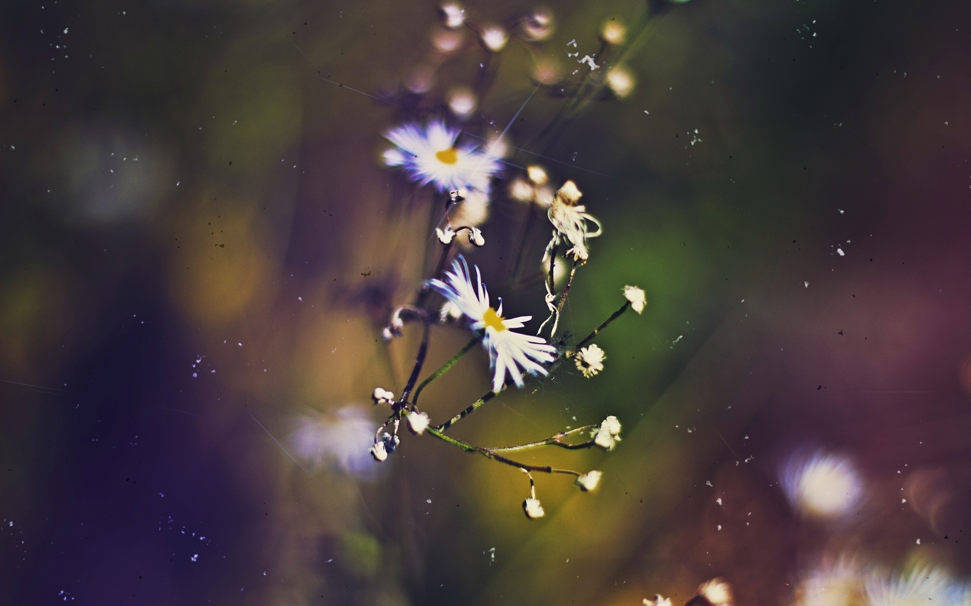 jahrgang natur blume unschärfe desktop im freien farbe hell sommer