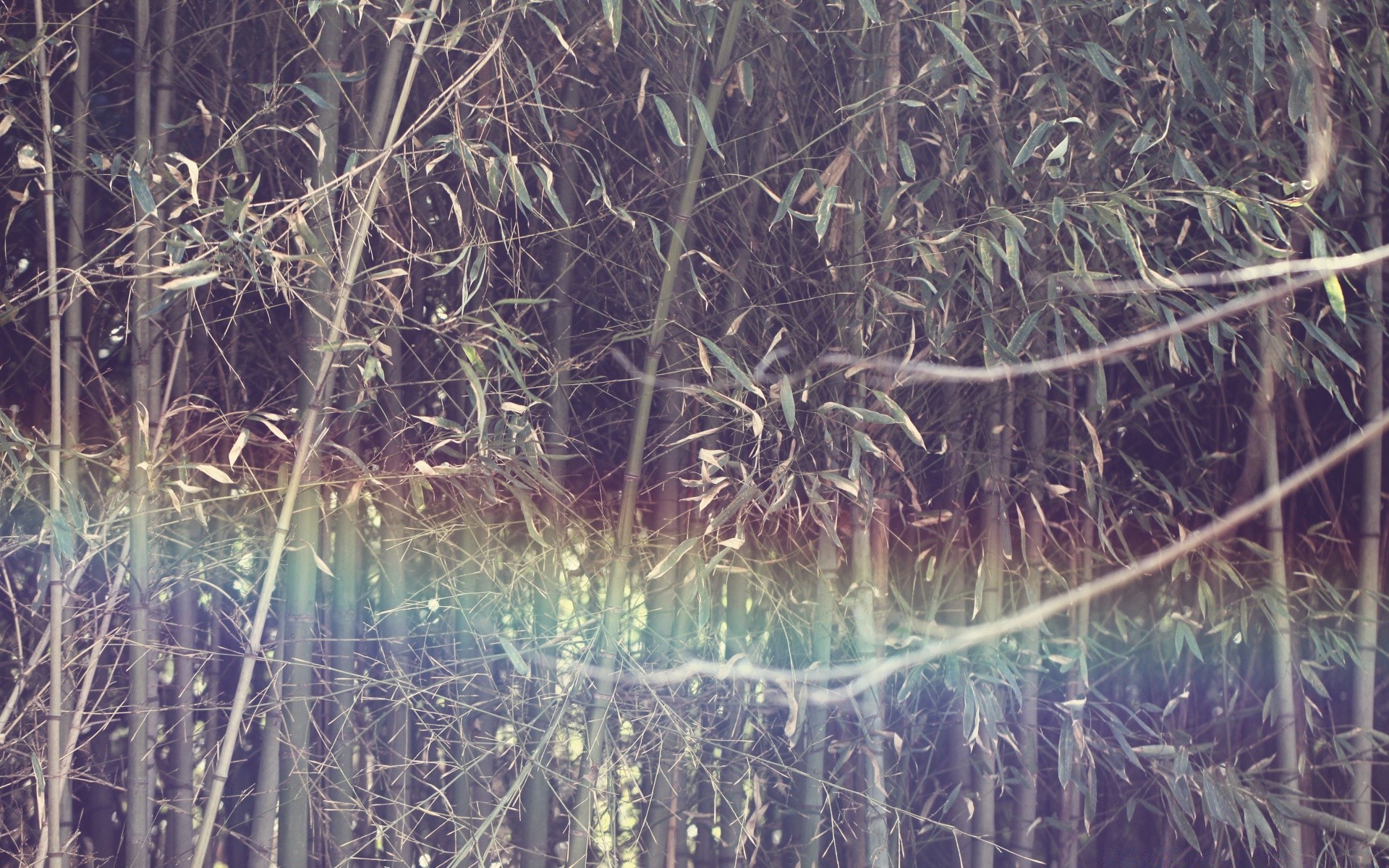 vintage nature water flora desktop wood environment grass leaf swamp outdoors landscape reflection tropical texture growth scene marsh reed rural