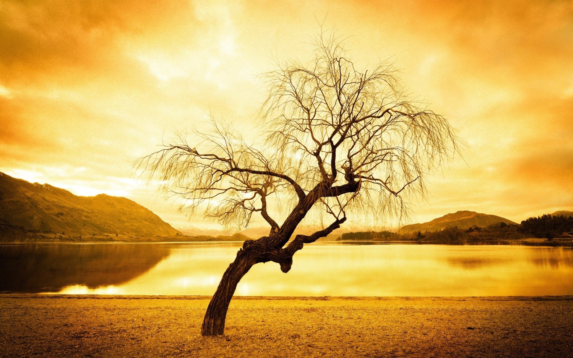 vintage sunset dawn landscape tree nature sun evening fog sky dusk mist silhouette wood lake fall light backlit