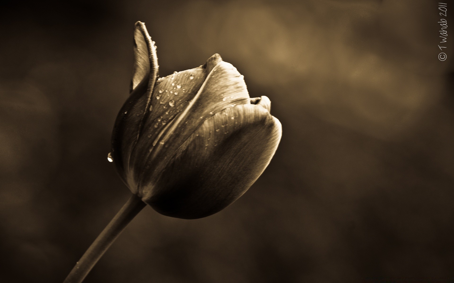 vintage nature still life flower blur outdoors dof light tulip monochrome daylight leaf winter